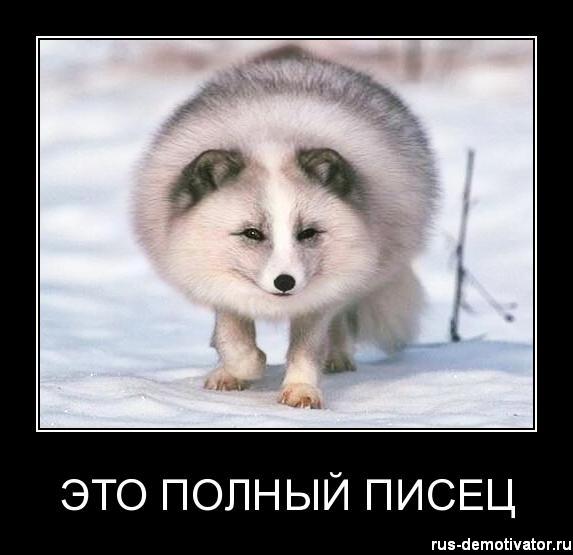 полній песец.jpg