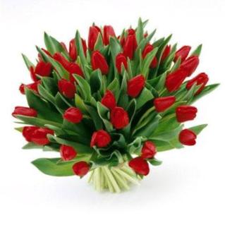 _vyrd12_165kyt-tulip-jednoducha.jpg