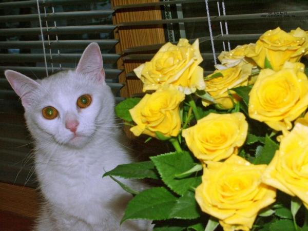 Котик і рози жольие.jpg