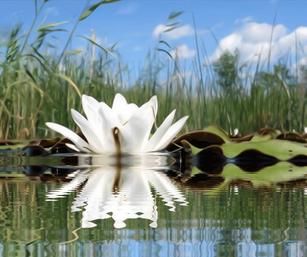 2799215_f52c579c.gif