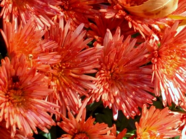 orange-mums-fall-flowers-4837.jpg