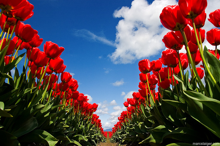 18097169_skagit_valley_tulip_festival_by_stranj.jpg