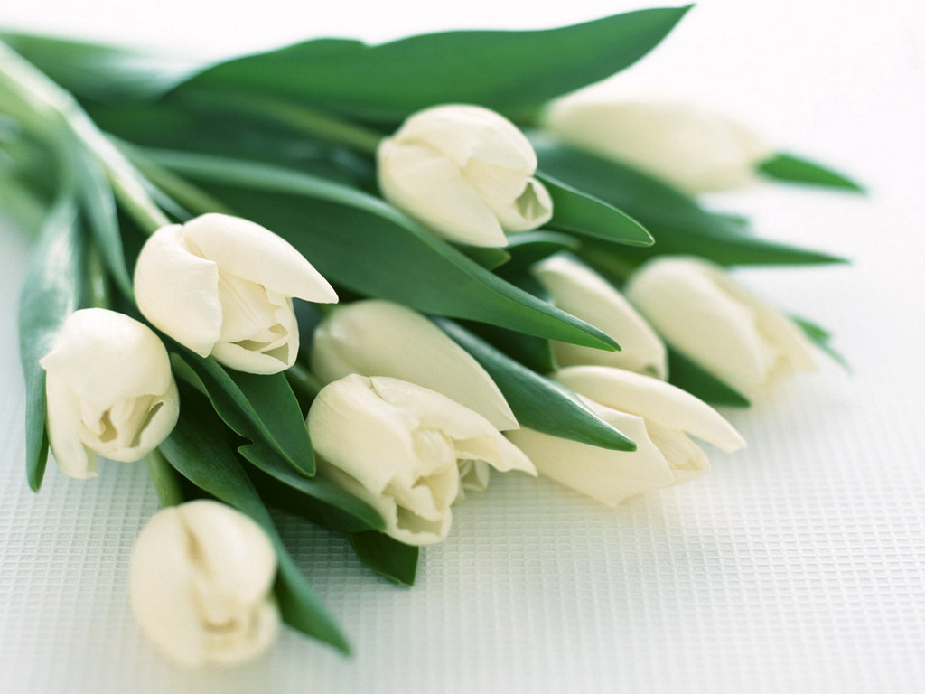 tulips_05.jpg